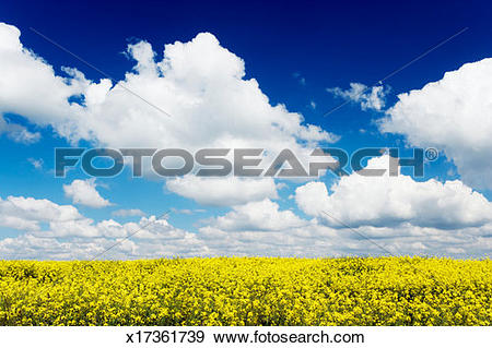 Stock Photograph of Germany, Bavaria, rape (Brassica napus) field.