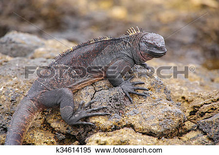 Stock Image of Marine Iguana on Chinese Hat island, Galapagos.