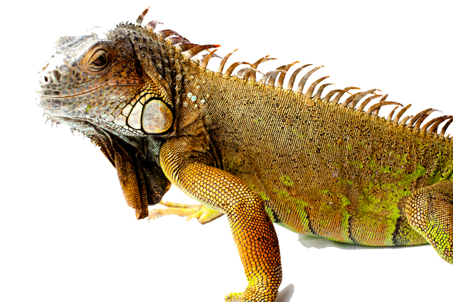 Download Free png Iguana PNG Picture.