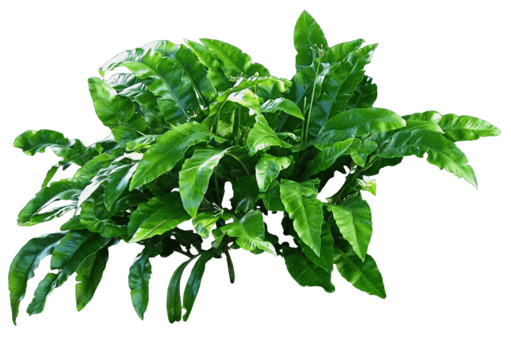 Plantas Verdes PNG transparente.