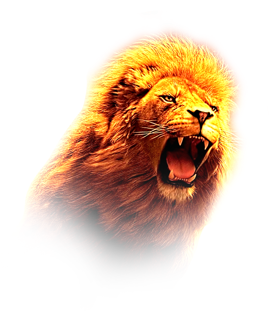 LION HD PNG image.