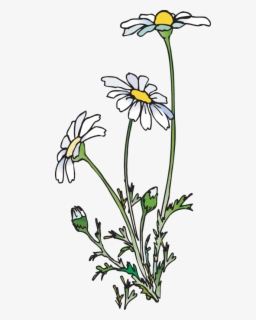 Free Daisy Images Clip Art with No Background.