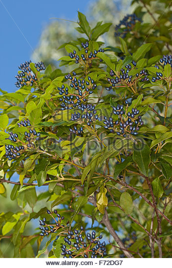 Poisonous Fruit Tree Stock Photos & Poisonous Fruit Tree Stock.