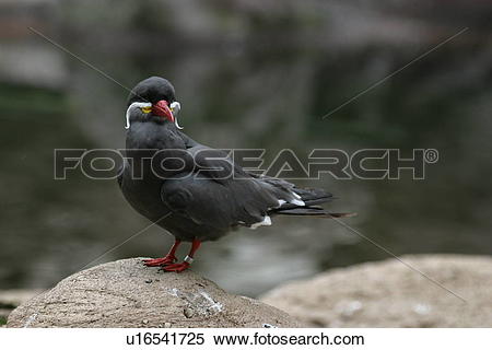 Stock Image of Inca Tern u16541725.