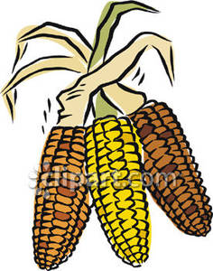 Indian corn clipart.