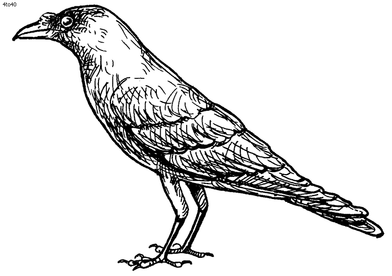 Birds Coloring Pages.