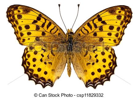 Stock Photos of Butterfly species Argynnis hyperbius 