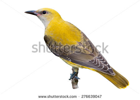 Oriole Stock Images, Royalty.