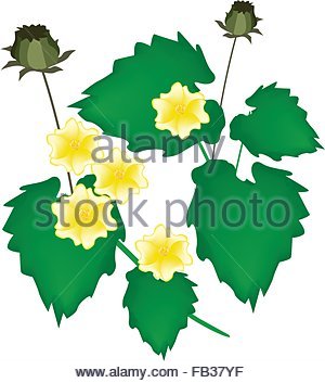 botany, Abutilon, (Abutilon), Indian Mallow, (Abutilon indicum.