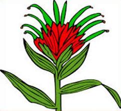 Free Indian Paintbrush Clipart.