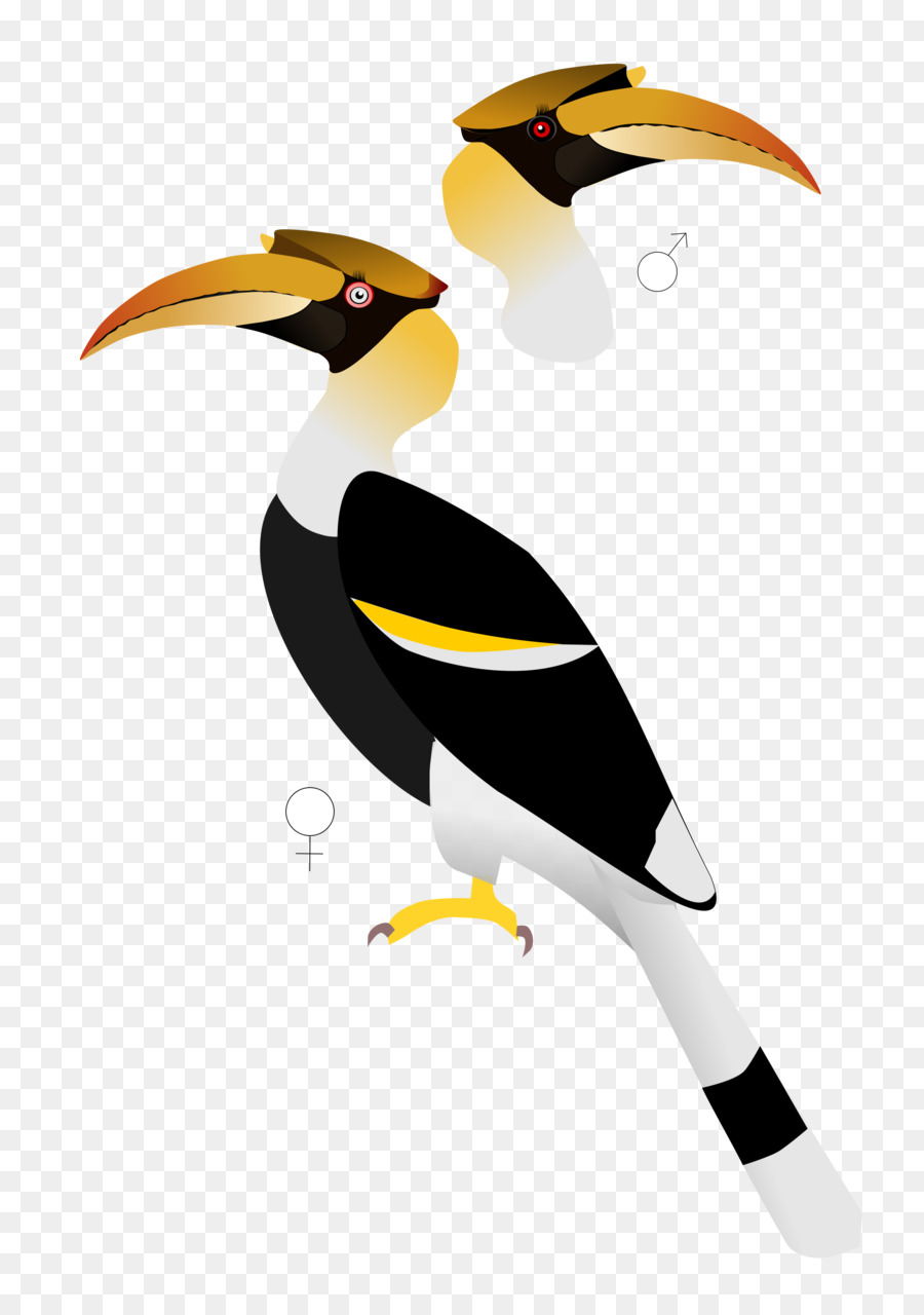 Hornbill Bird clipart.