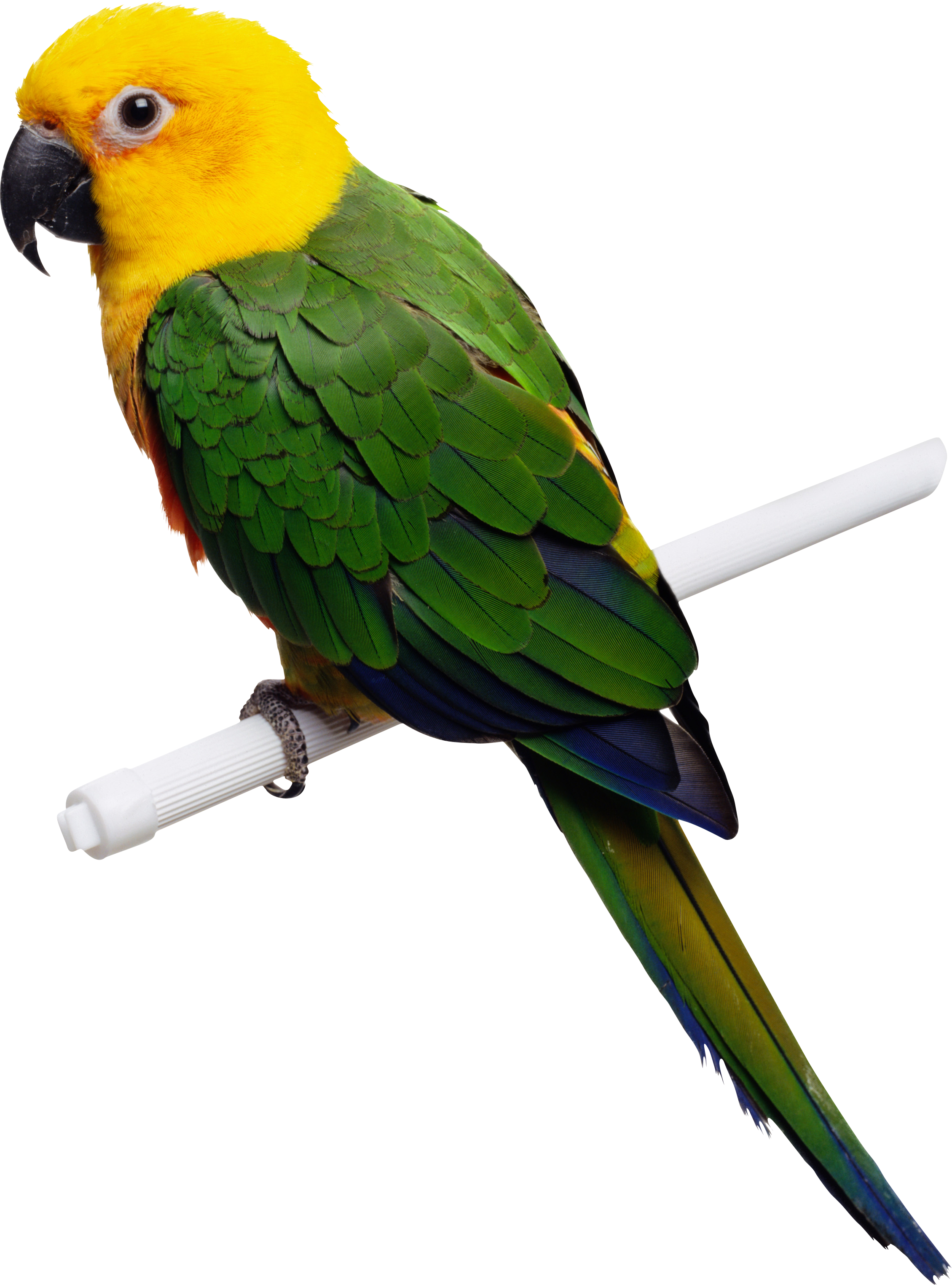 Parrot PNG images, free pictures download.