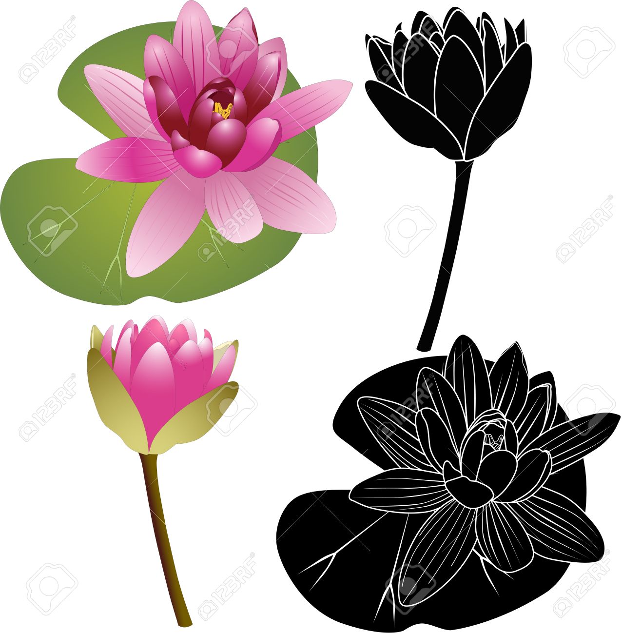 Lily Of The Lotus Of The Water Lily Royalty Free Cliparts, Vectors.