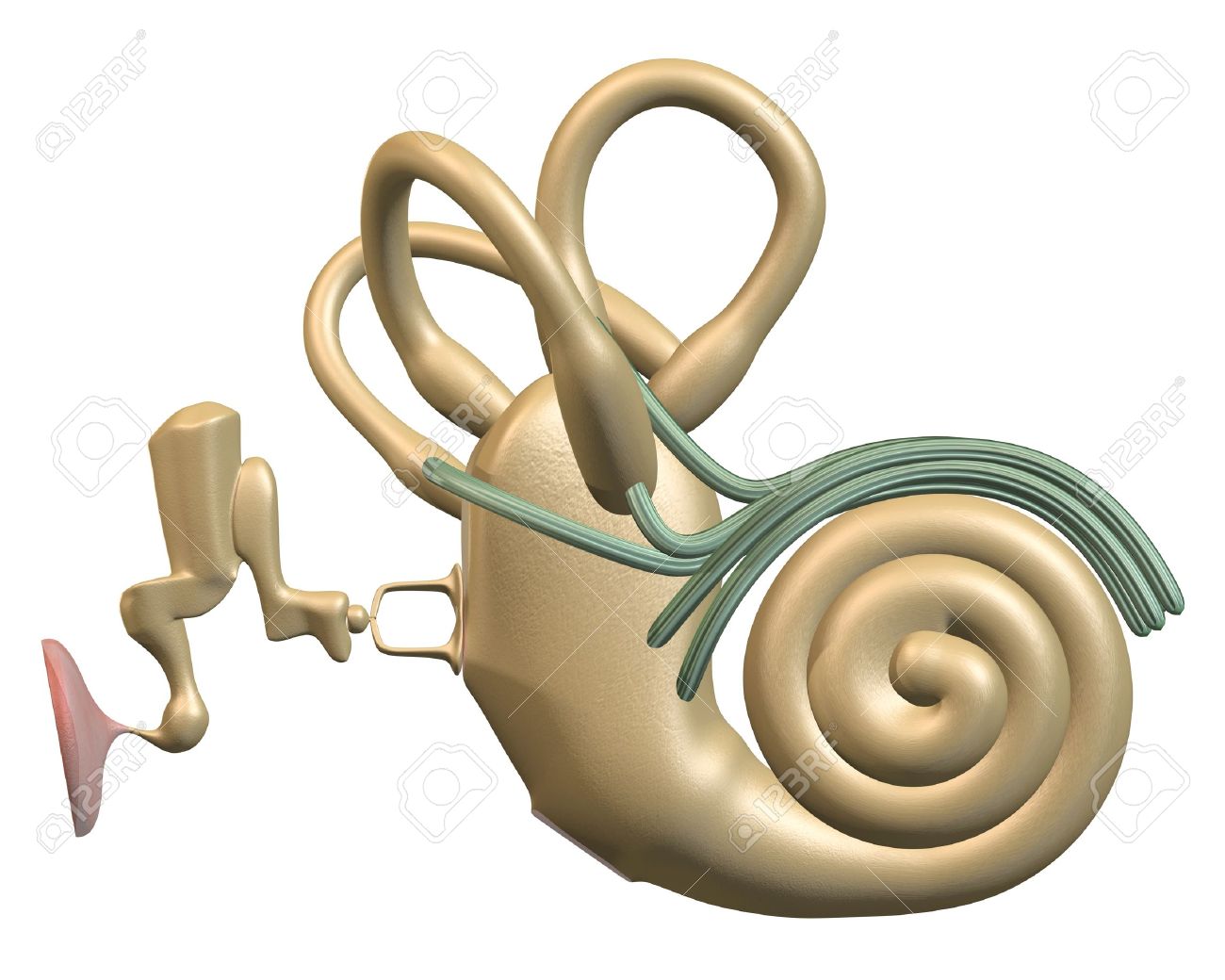 Inner ear clipart 20 free Cliparts | Download images on ...