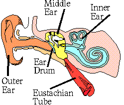 Inner ear clipart 20 free Cliparts | Download images on Clipground 2021