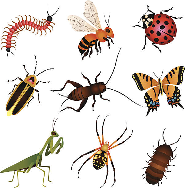 insect clipart pictures 10 free Cliparts | Download images on ...