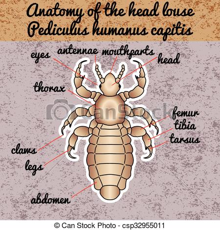 Vector Clip Art of Insect anatomy. Sticker head louse.