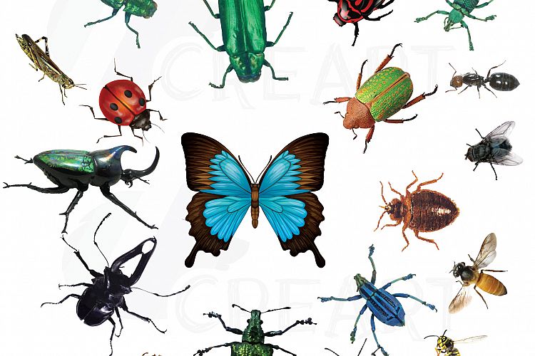 Watercolor insects and bugs clipart pack, vectors for commercial or  personal use (vector, png, jpg, silhouette studio files). Lady bug, bee.