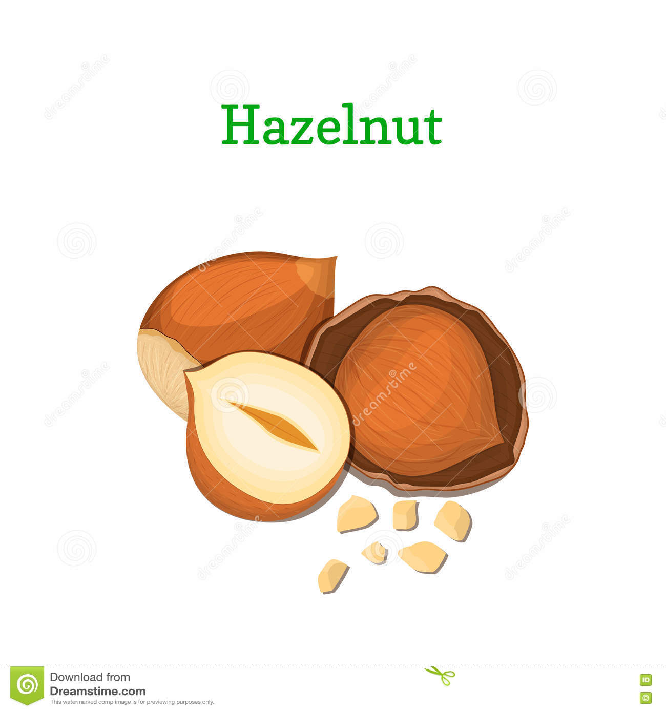 Hazelnuts Vector Illustration Of A Handful Walnut Peeled Nuts And.