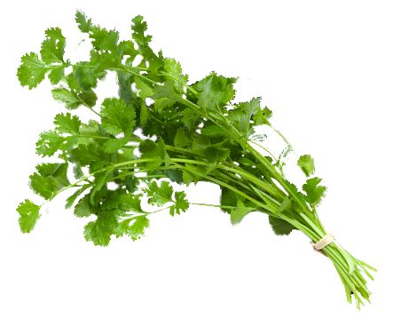 Integrated coriander clipart 20 free Cliparts | Download images on