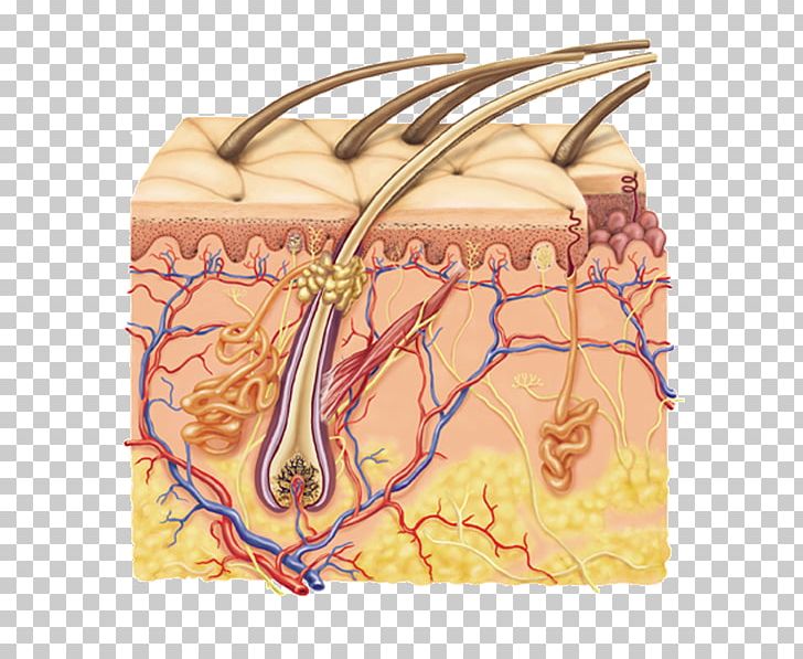 Subcutaneous Tissue Human Skin Integumentary System Dermis PNG.