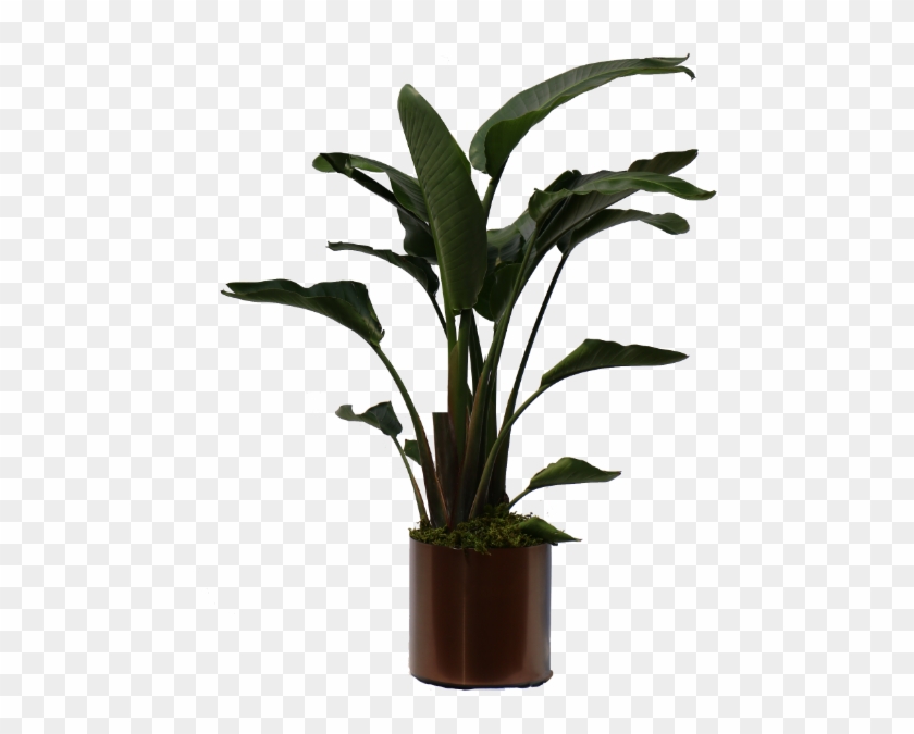 Tall Indoor Tropical Plants, HD Png Download.