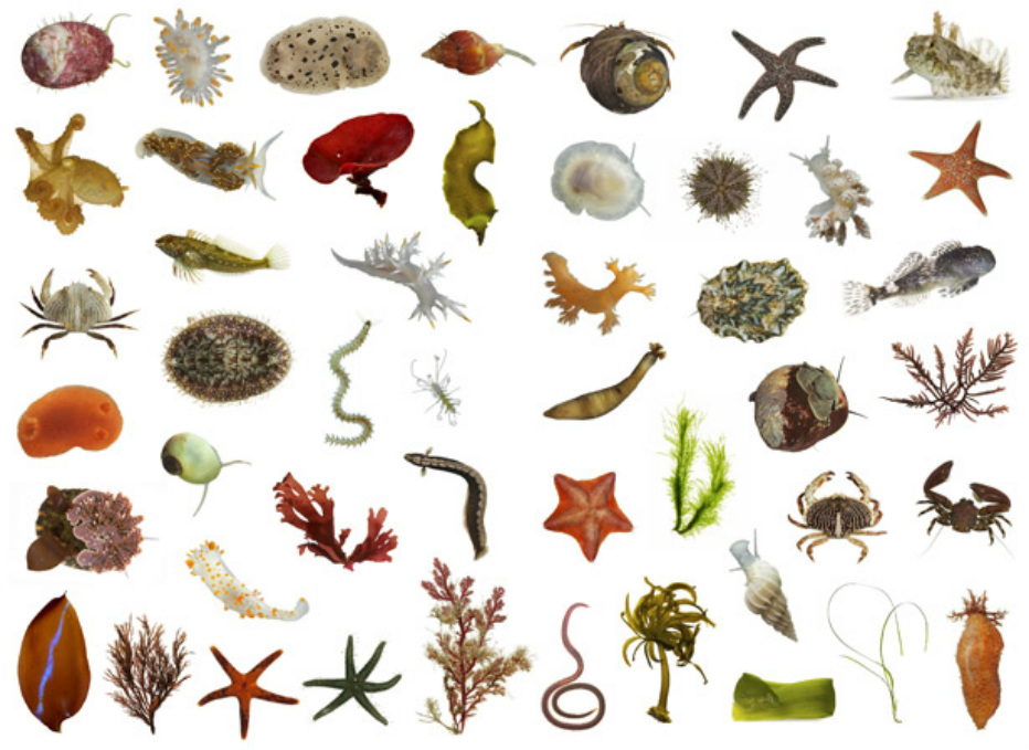 intertidal-zone-clipart-20-free-cliparts-download-images-on