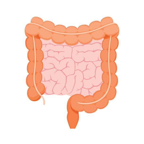 Best Large Intestine Illustrations, Royalty.