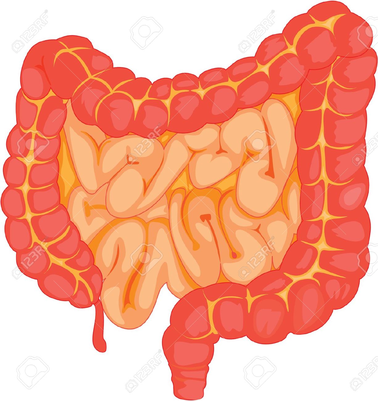 Intestinal clipart 20 free Cliparts | Download images on Clipground 2022
