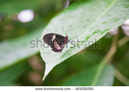Papilionidae Stock Photos, Royalty.