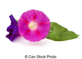 Pictures of Ipomoea purpurea or morning glory flower in nature.