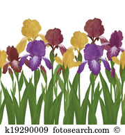 Iridaceae Clip Art and Stock Illustrations. 13 iridaceae EPS.