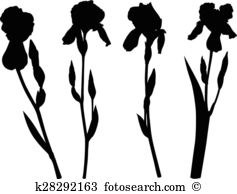 Iridaceae Clipart and Illustration. 23 iridaceae clip art vector.