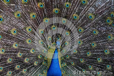 Free CC0 Image: Peacock Plumage Picture. Image: 83009776.