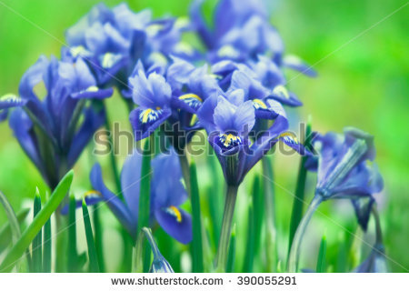 Low Iris Stock Photos, Royalty.