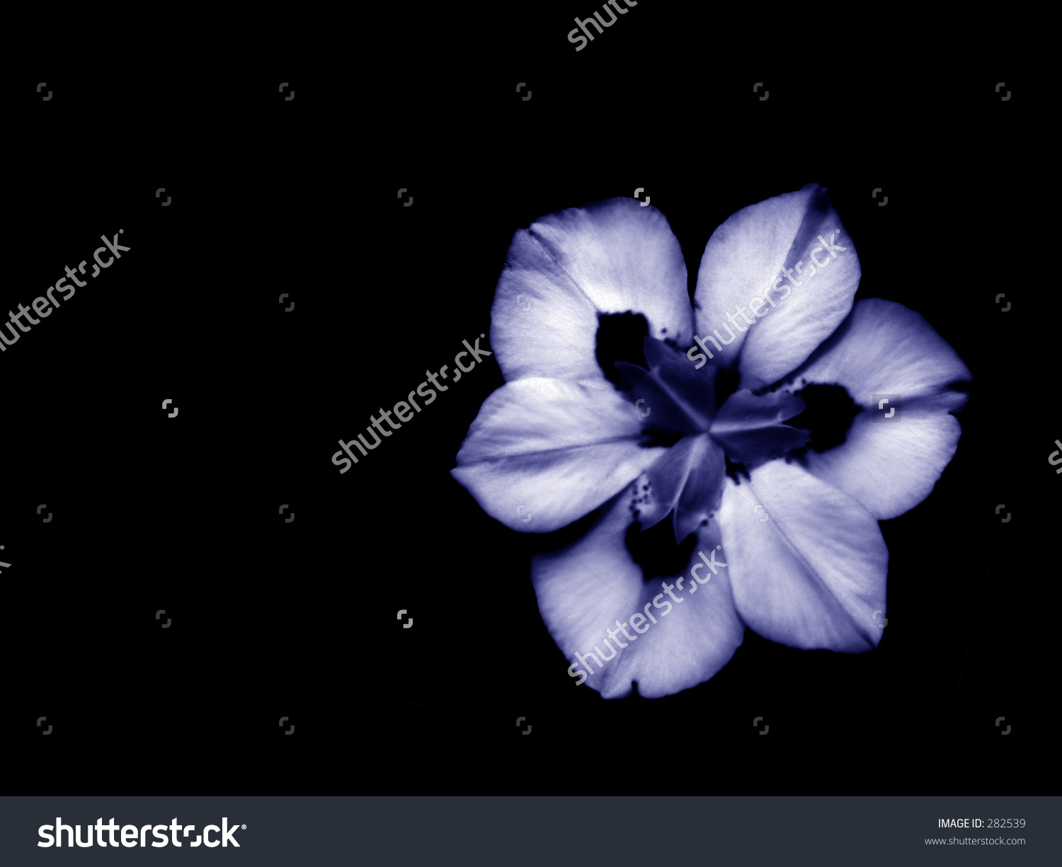 Dietes Bicolor, Iridaceae, African Iris In Blue.
