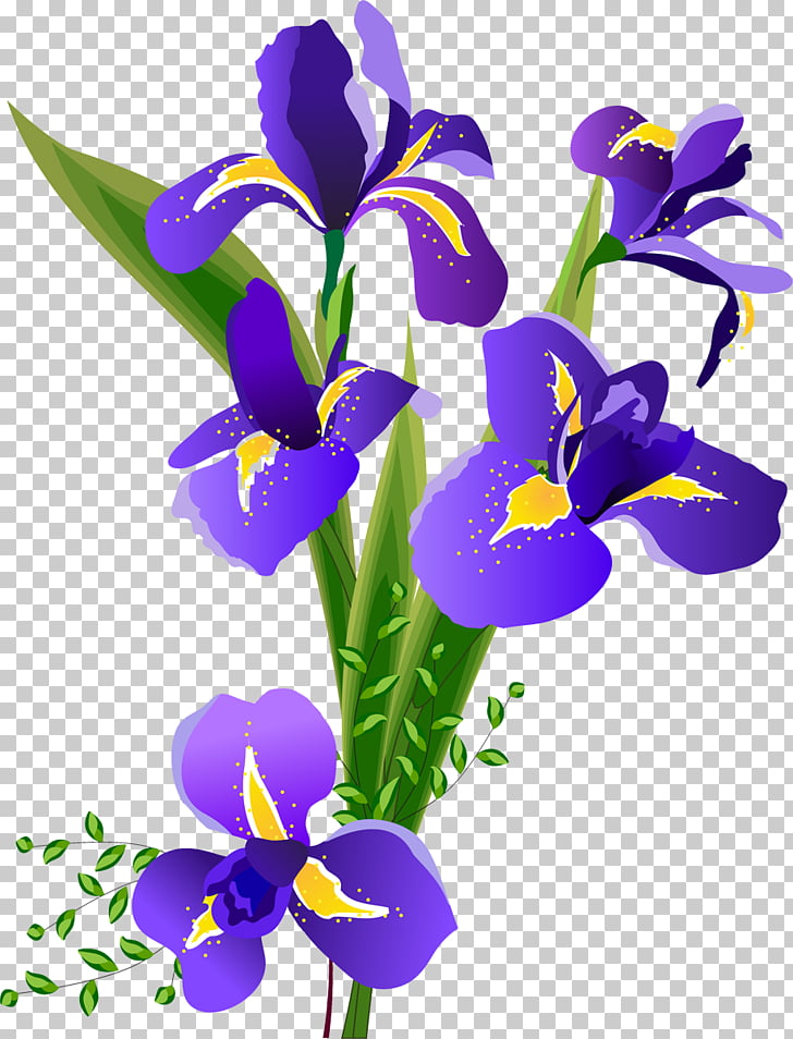 Flower Irises, iris PNG clipart.