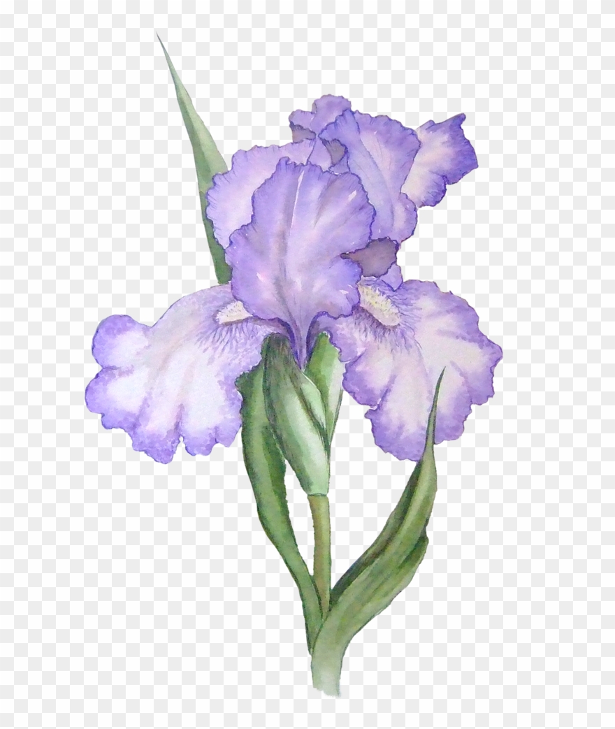 iris flower png 10 free Cliparts | Download images on Clipground 2021