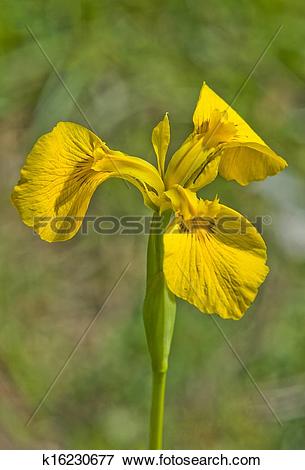 Picture of Iris pseudacorus k16230677.
