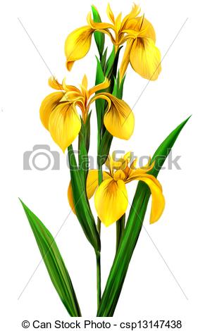 Drawings of Yellow Iris, isolated realistic illustration on white.