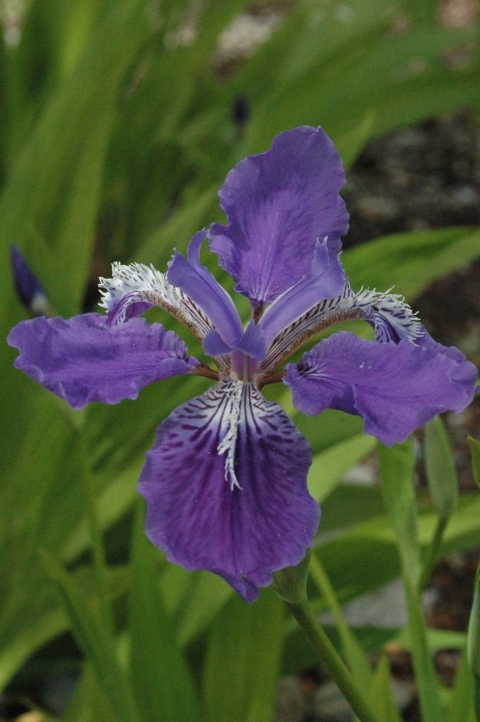 Iris tectorum (Roof Iris).