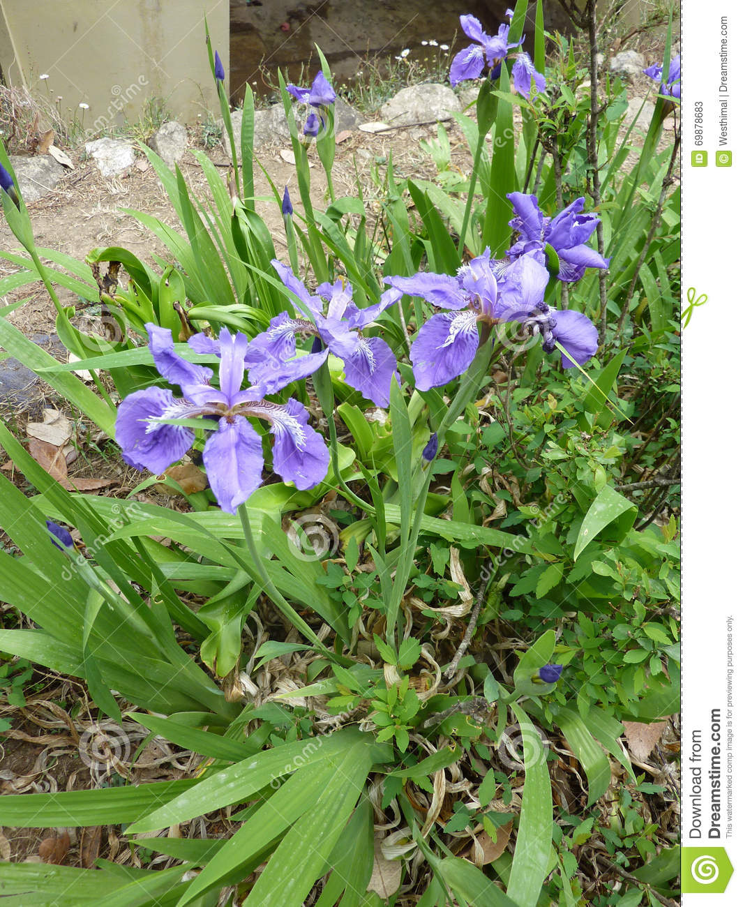 Iris Tectorum, Roof Iris, Wall Iris Stock Photo.