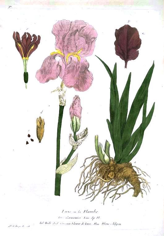 Iris variegata clipart 20 free Cliparts | Download images on Clipground ...