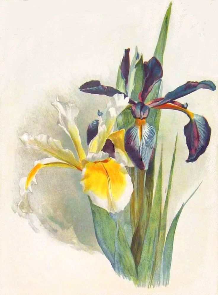 17 Best images about Irises on Pinterest.