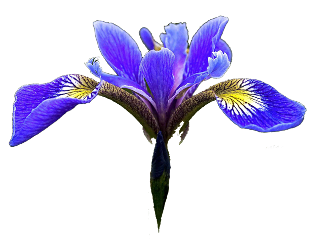 Similiar Flowers Graphic Iris Keywords.