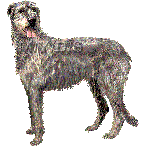 Download Irish wolfhound clipart 20 free Cliparts | Download images on Clipground 2021