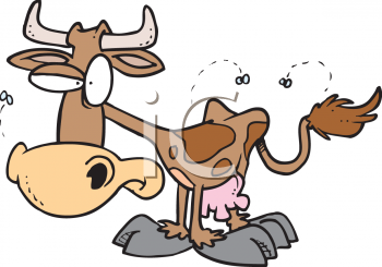 Cartoon Clipart Picture Of A Cow Being Irritated By Flies.