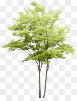 Landscaping Png Tree & Free Landscaping Tree.png Transparent Images.