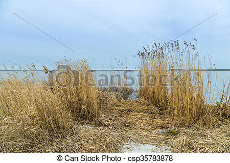 Picture of backwater landscape at the island of Usedom with reed.