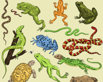 Island reptile clipart 20 free Cliparts | Download images on Clipground